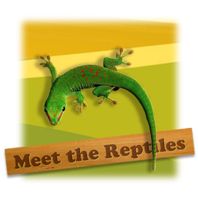 meet the reptiles